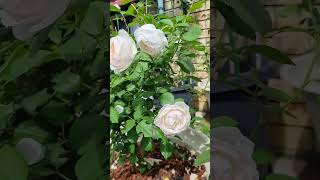 Desdemona davidaustinroses grown in pot [upl. by Eahsed]