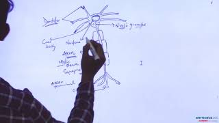 NEET 2018 Biology QuestionNissl bodies are mainly composed of [upl. by Delsman]