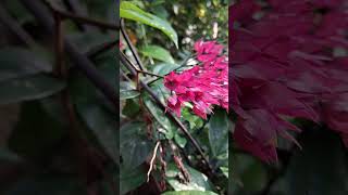 Clerodendrum thomsoniae nature gardening youtubeshorts viralshorts reels plants flowers [upl. by Kilby522]