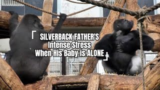 Silverback Father’s Intense Stress When His Baby Is Alone [upl. by Schreib]