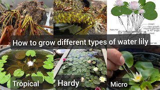 how to grow water lily grow hardy water lilyhow to grow tropical water lilygrow micro water lily [upl. by Yltnerb]