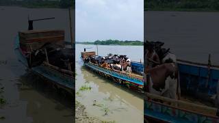 A Big Boat Full Of Holstein Friesian Cows on The River Bank  Cattle Market 2024 [upl. by Remlap]