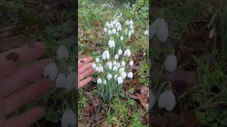 Snowdrops grow in different environments snowdrop gardening permaculture winterfloweringplants [upl. by Imoyaba]