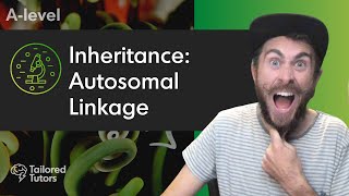 Inheritance Autosomal Linkage  A Level Biology Revision [upl. by Caldwell393]