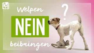 Sinnlos Welpen NEIN beibringen Was stattdessen funktioniert [upl. by Reerg]