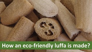 What An Eco Friendly LuffaLoofah Is Made Of [upl. by Tsepmet]