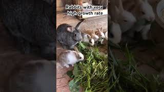 Rabbitsnibblers cutehome animals feeding [upl. by Salaidh]