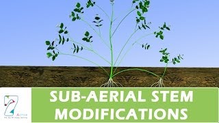 SUBAERIAL STEM MODIFICATIONS [upl. by Naruq]