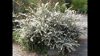 4 Must have shrubs for the GardenGarden Style nw [upl. by Chitkara]