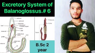 Excretory system of Balanoglossus  BSc 3rd Year Zoology 5th Semester 2nd paper [upl. by Llesirg948]