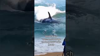 Florida beach The moment a huge whale appears on the beach florida shortvideo [upl. by Certie]