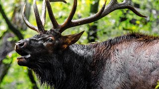 Elk Bugle  Natural Sound  No Music [upl. by Idonah]