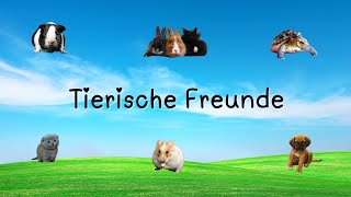 Tierische Freunde Hund Katze Kaninchen Schildkröte Meerschweinchen Hamster Tierstimmen [upl. by Anabelle]