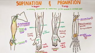 Supination and Pronation in forearm  Anatomy [upl. by Eiduam]