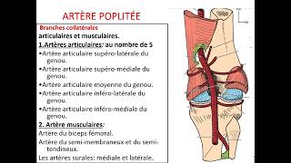 Vascularisation artérielle du membre pelvien [upl. by Surdna664]