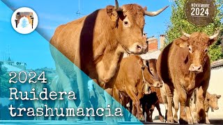 Trashumancia de vacas 2024 trashumancia [upl. by Weslee90]