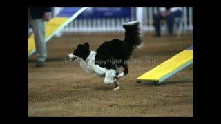 To Border Collies The Best Breed Ever Made [upl. by Rolecnahc]