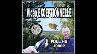 chasse a la bécasse de très belles scènes vidéo exceptionnelle HD [upl. by Arten]