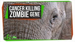 A Zombie Gene Keeps Elephants from Getting Cancer  SciShow News [upl. by Enelec]