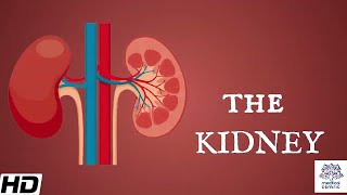 Kidneys Anatomy Picture and Function [upl. by Akemak]