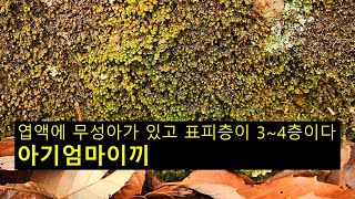 아기엄마이끼 Scapania ligulate subsp ligulta [upl. by Eva]