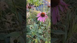 Coneflower Coneflower [upl. by Aneelad]