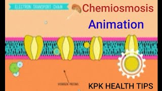 Electron Transport chain and Chamiosmosis Animation [upl. by Kenwee]