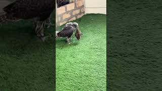 Beautiful Peregrine falcon chick training  Beautiful Chick  falconery falconery falcoon [upl. by Sellig]