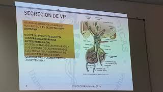 Regulación de osmolaridad y volumen del LEC parte 2 [upl. by Donall]