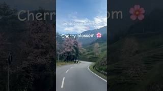 Sikkim namchi southsikkim nature cherryblossomseason sikkimindia shortvideo temiteagarden [upl. by Dusza627]