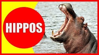 HIPPO VIDEOS FOR KIDS  Facts about Hippopotamuses for Children Preschoolers and Kindergarten [upl. by Vander]