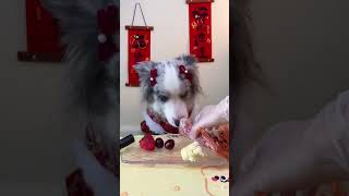 MUKBAN Arrange red devil shrimps for puppies rawbone meat [upl. by Philcox]