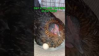 DAY 6 OF HAN HACHING DUCK EGGS petvlog petsvloging viralvideo [upl. by Sokram453]