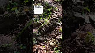 Green snake staring at us snake snakevideo nature dangerous danger trail greenery staring [upl. by Cutcliffe]