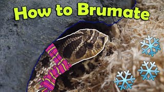 Snake Breeding Part 1 How to Brumate Colubrids [upl. by Oneill]