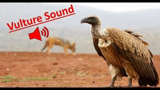 Vulture voice  Vulture Sound  Vulture Sounds Effects  Vulture Sounds HD गिद्ध Vulturevoice [upl. by Cardon]