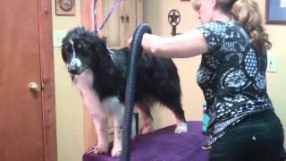 Grooming The Australian Shepherd Part 2  Drying the Dog [upl. by Lrak]