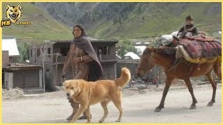 Central Asian Shepherd Dog  Wolf Crusher Of Asia [upl. by Eecats]