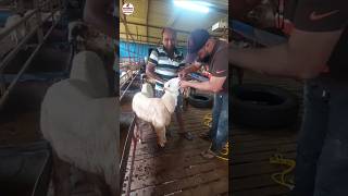 Liver tonic banane ka tarika tranding viralvideo sheepfarming [upl. by Kuo859]