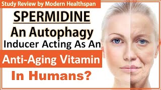 Spermidine An Autophagy Inducer Acting As An AntiAging Vitamin In Humans  Study Review [upl. by Assened]