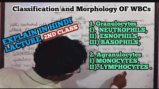 ClassificationMorphology of WBCs IGranulocytes IIAgranulocytesiMonocytes ii Lymphocytes [upl. by Yebloc]