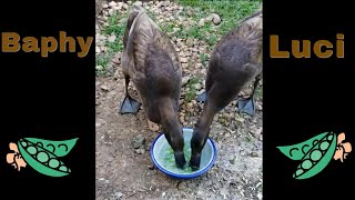 Our Indian Runner Ducks eating peas [upl. by Herates505]