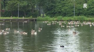 Blauwalg Kralingse Plas bestreden met blondeermiddel [upl. by Ileana]