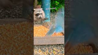 BACKYARD PETS PLAYING shorts pets [upl. by Sukul]