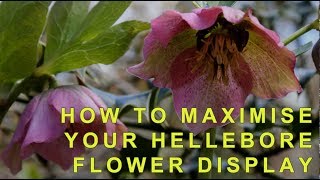 How to cut back hellebores to show off their flowers [upl. by Elleunamme614]