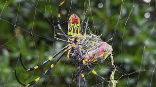 Are giant spiders coming to NY and NJ this summer [upl. by Enyak971]