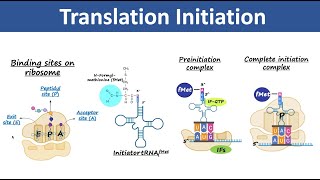 Translation Initiation  Initiation of Protein Synthesis  Biochemistry [upl. by Ludwigg]