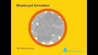 Blastocyst formation [upl. by Olsewski]