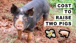 Cost to Raise 2 pigs on 15 Acres 🐖 🐷 [upl. by Lebezej]