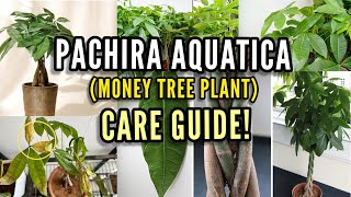 How to take care of a Money tree Pachira Aquatica [upl. by Odele]